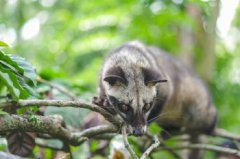 麝香貓是貓科動物嗎