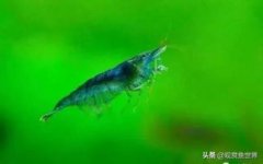 黑殼蝦為什么要和溫順的觀賞魚混養(yǎng)