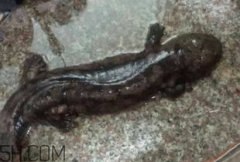 東龍為什么叫娃娃魚