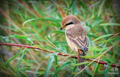 伯勞鳥認主人嗎