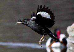 八哥鳥孵蛋要多久