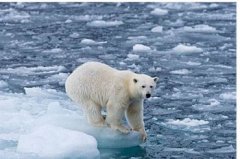 北極熊生活在哪里