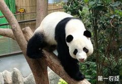 大熊貓為什么是國寶