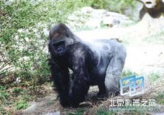 大猩猩有尾巴嗎