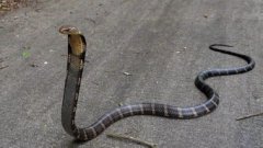 大王蛇怕眼鏡王蛇嗎