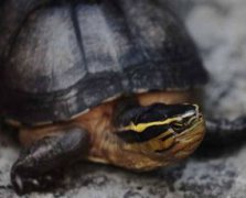 安布閉殼龜怎么養