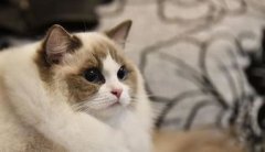 布偶貓認主人嗎