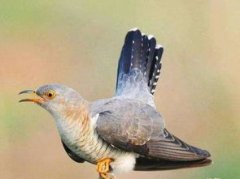 布谷鳥又叫什么名字