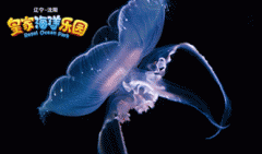 海月水母什么形狀