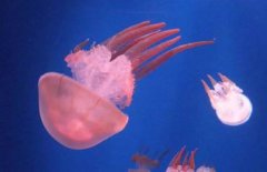 海月水母能活多久