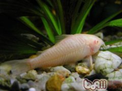 白鼠魚是清潔魚嗎