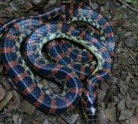 被赤練蛇咬了怎么辦