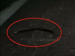 被銀環蛇咬了多久死亡