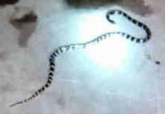 被銀環(huán)蛇咬了怎么辦