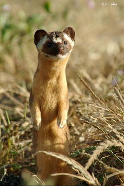 臭鼬是黃鼠狼嗎