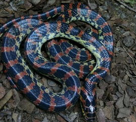 被赤練蛇咬了怎么辦