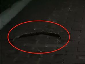 被銀環蛇咬了多久死亡