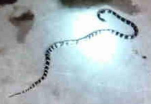 被銀環蛇咬了怎么辦