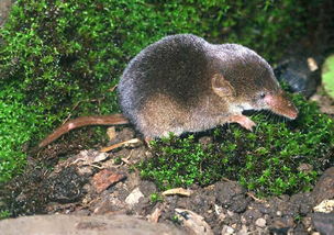 被鼩鼱咬了怎么辦