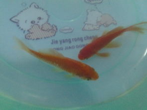 觀賞魚多久喂一次食