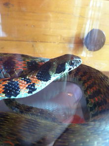 赤練蛇是家蛇嗎