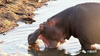 鱷魚為什么不攻擊河馬