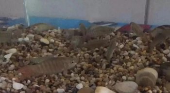 冷水觀賞魚有哪些品種