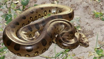 巨蚺和蟒蛇的區別是什么