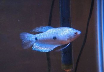 曼龍魚可以和孔雀魚一起養嗎