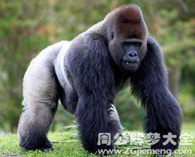 夢見大猩猩什么意思