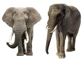 猛犸象和大象有什么不同