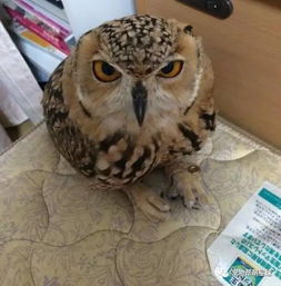 貓頭鷹來(lái)家有什么預(yù)兆