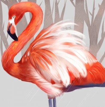 火烈鳥出生什么顏色
