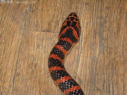 火赤練蛇有毒嗎