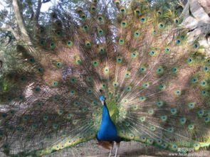 綠孔雀生活在哪里