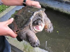 鱷龜是國家保護動物嗎