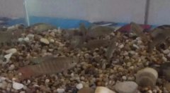 冷水觀賞魚有哪些品種