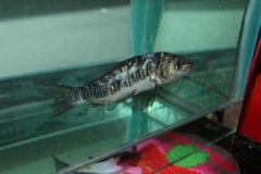 垃圾魚為什么會死