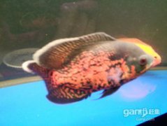 垃圾魚是熱帶魚嗎