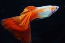 孔雀魚是食蚊魚嗎