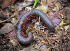 家里有千足蟲說明什么