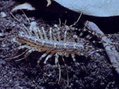 家里有蚰蜒預示著什么