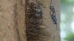 寄生蜂會寄生人嗎