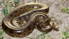 巨蚺和蟒蛇的區別是什么