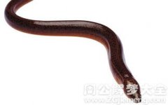 夢到黃鱔是什么意思啊