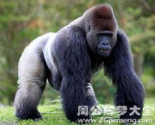 夢見大猩猩什么意思