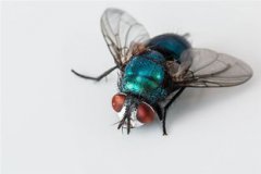 夢(mèng)見好多蒼蠅是什么意思