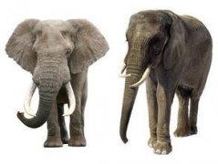 猛犸象和大象有什么不同