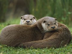 河貍和水獺有什么不同