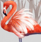 火烈鳥出生什么顏色